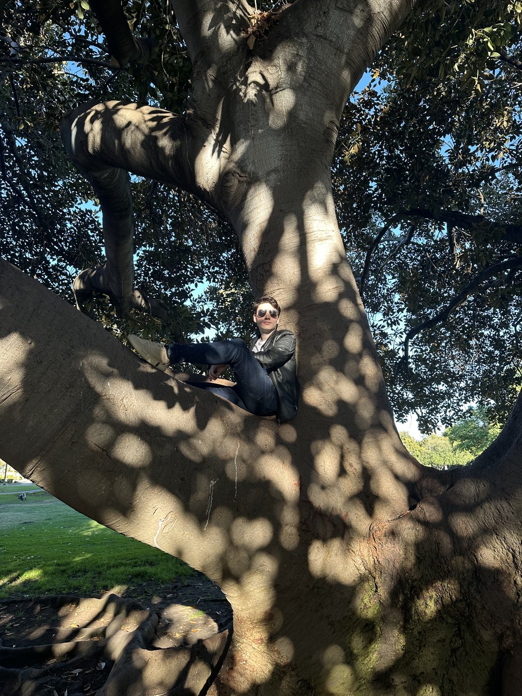 Gonzalo reclining in the sprawling, sun-dappled canopy of an enormous Moreton Bay fig tree.