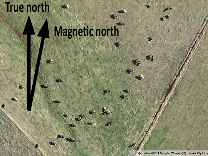 A herd of cows in a field, photographed from above, tending to align along a north–south axis.