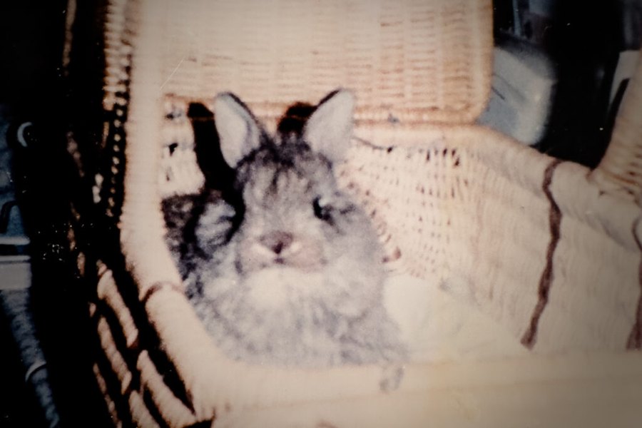 Baby FooBar, a fluffy grey rabbit, in a wicker sewing basket, 1990.