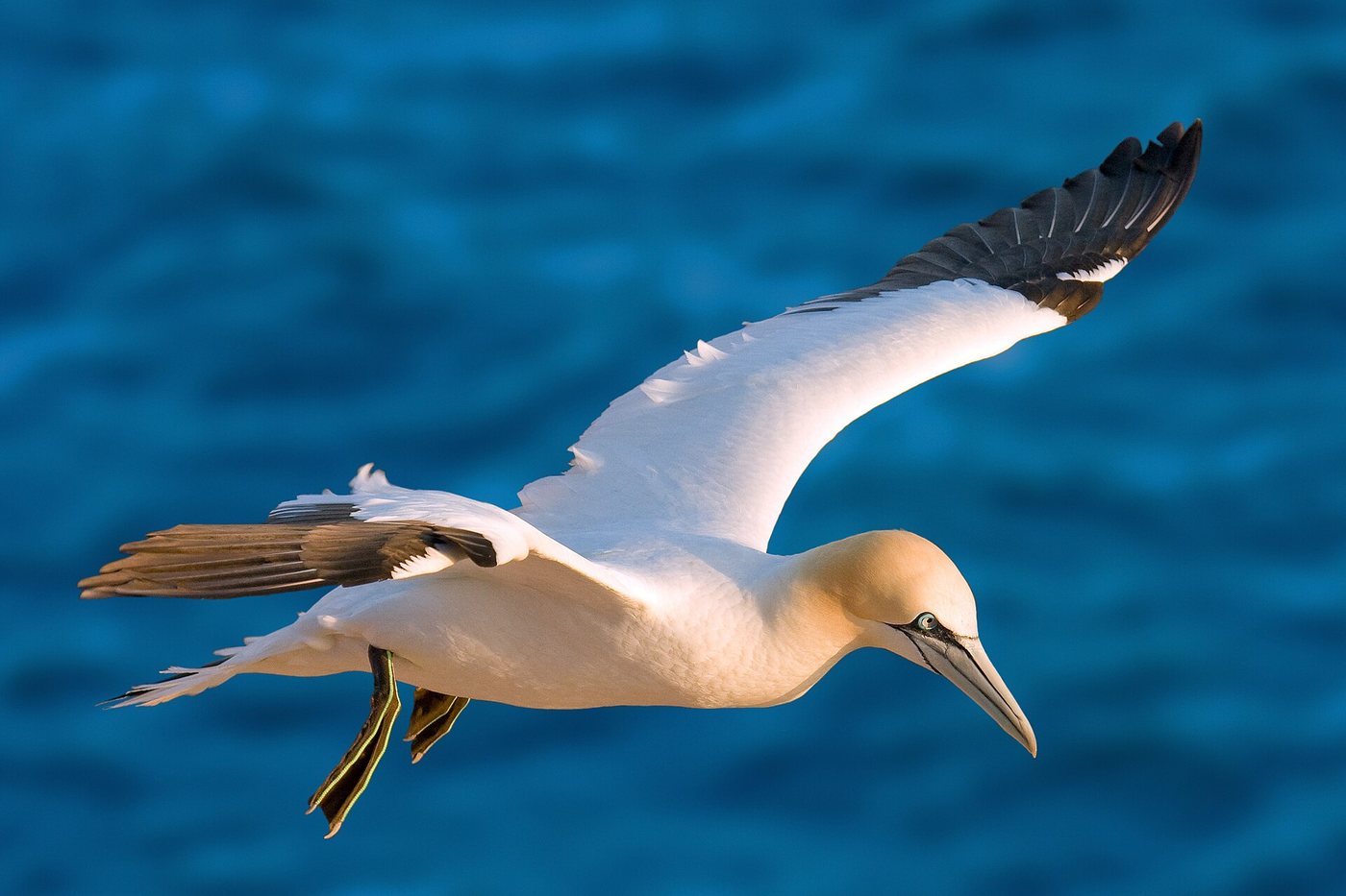 Northern gannet (Morus bassanus), the fou de Bassan. Photo: Andreas Trepte, www.photo-natur.de, CC BY-SA 2.5, via Wikimedia Commons