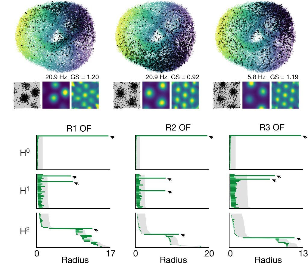 Top: three views of a doughnut-shaped point cloud of grid-cell population activity, with black dots marking when one cell fired. Bottom: barcodes for three grid modules, each with one long H0 bar, two long H1 bars and one long H2 bar marked by arrows, standing out against grey shading from shuffled data.