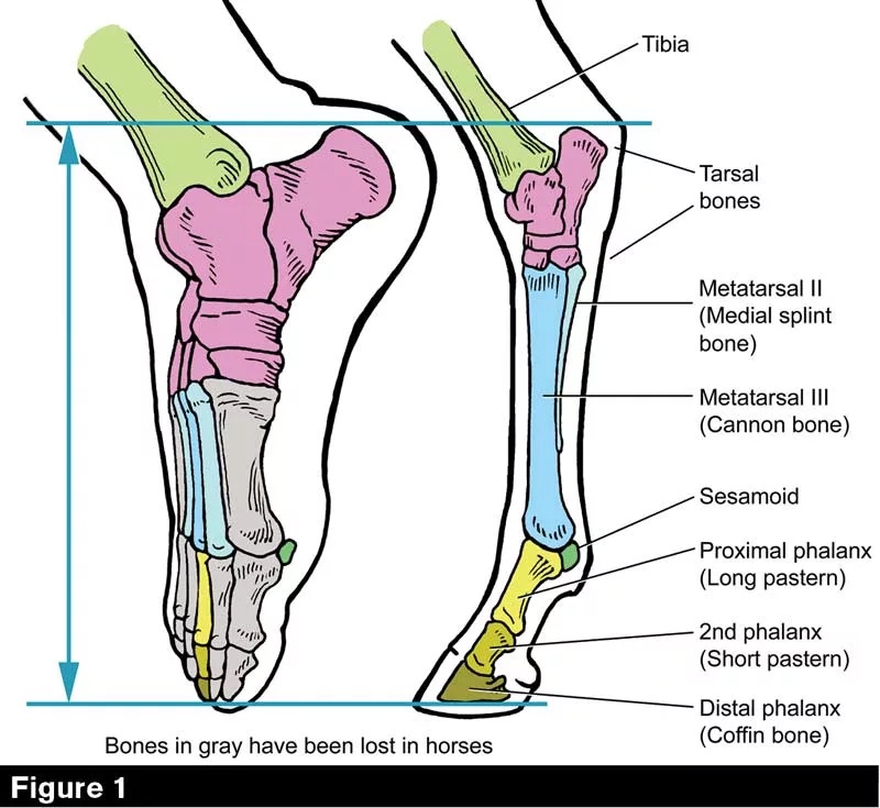 An anatomical diagram of a horse's hock and lower leg bones.