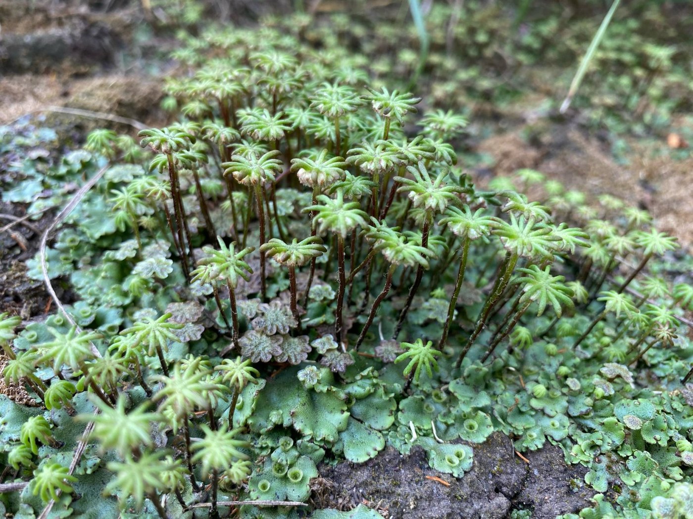 A colony of Marchantia growing on damp ground. Dozens of umbrella-like stalks with finger-shaped rays rise above a flat, lobed green thallus, and small round gemma cups dot the thallus surface.