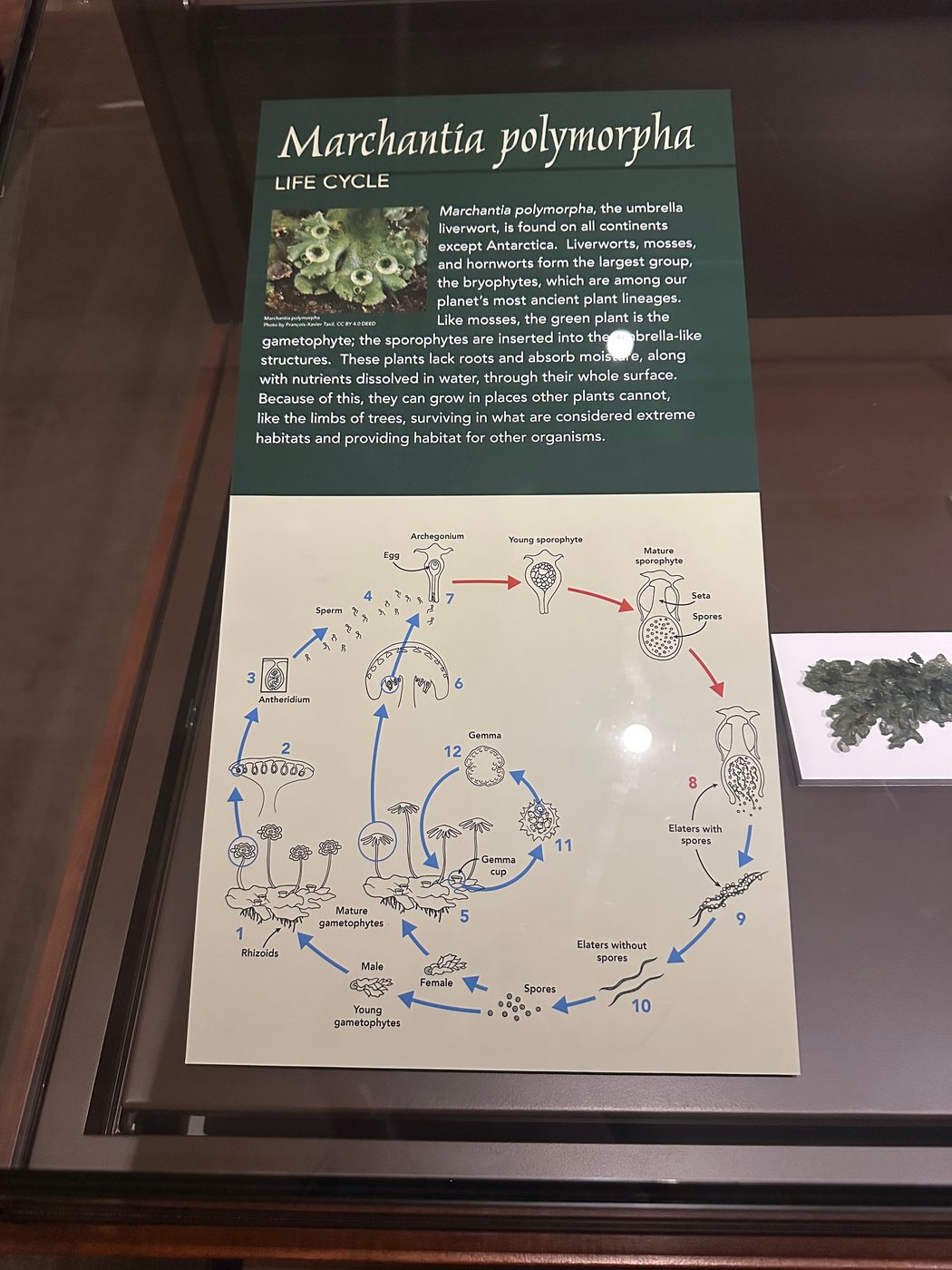 A museum display case holding a placard titled 'Marchantia polymorpha: Life Cycle', with a large circular diagram of the liverwort life cycle numbered 1 through 12, blue and red arrows running around the ring, and a smaller inner loop through the gemma cup. A dried specimen sits on a card beside it.