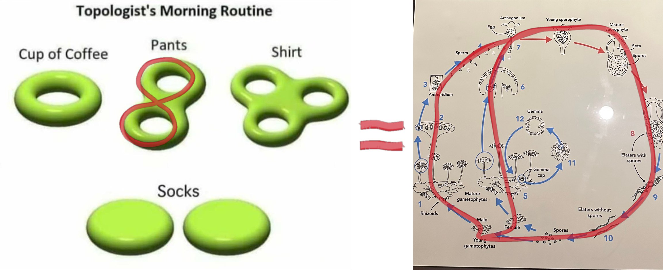 Left: the topologist's morning routine meme with the two-holed 'Pants' figure circled in red. A red arrow points right. Right: a close-up of the marchantia life cycle placard with a heavy dark line traced over the diagram, showing two loops that share the same return arc.