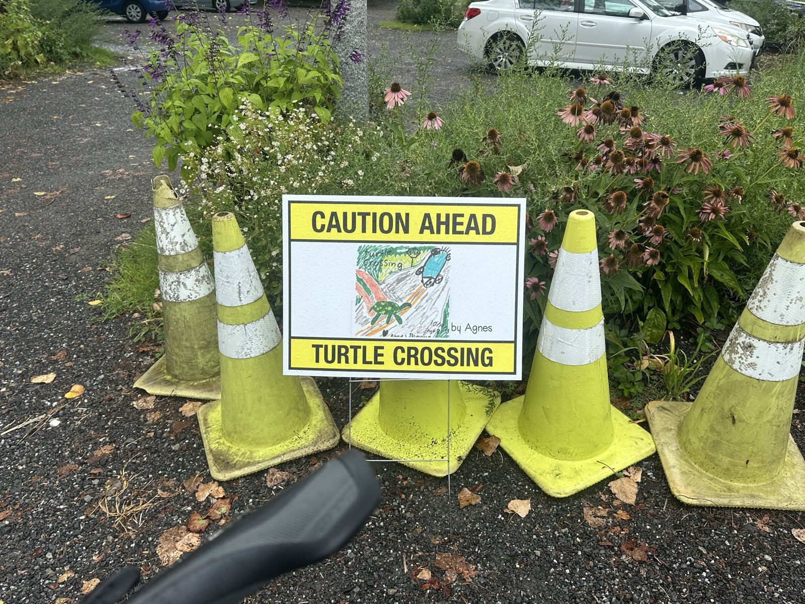 A yellow 'Caution Ahead: Turtle Crossing' sign propped among traffic cones beside a bed of coneflowers.