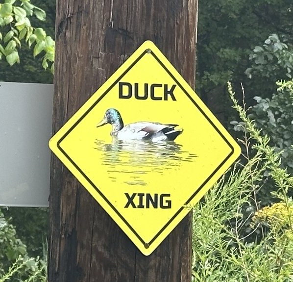 A yellow diamond Duck Xing sign with a painted mallard, nailed to a utility pole.