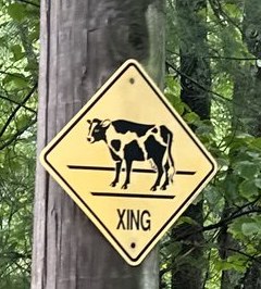 A yellow diamond Cow Xing sign with a Holstein on it, on a pole in the woods.