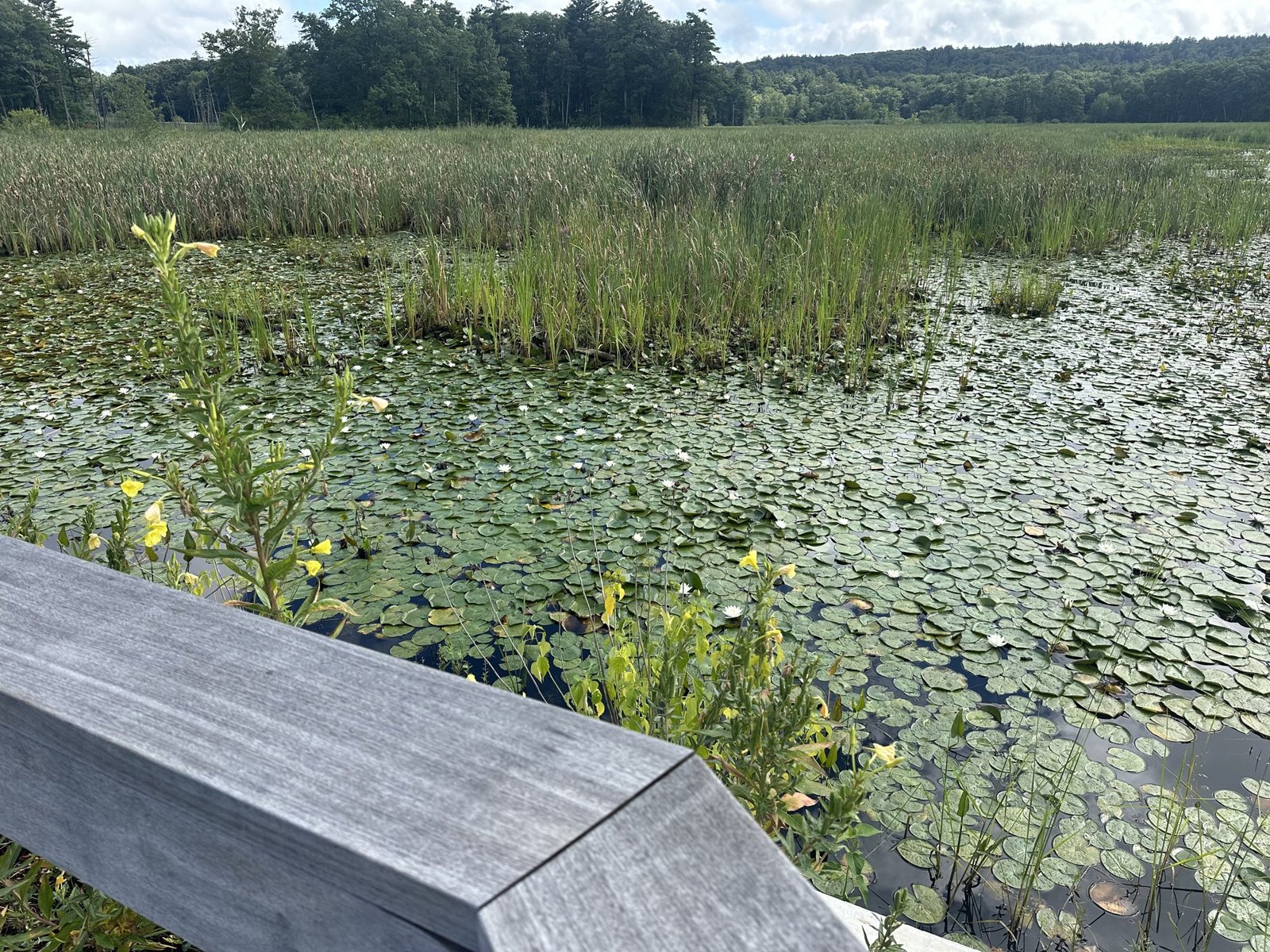 A pond carpeted edge to edge in lily pads, with a small yellow flower in the foreground and marsh grass beyond.