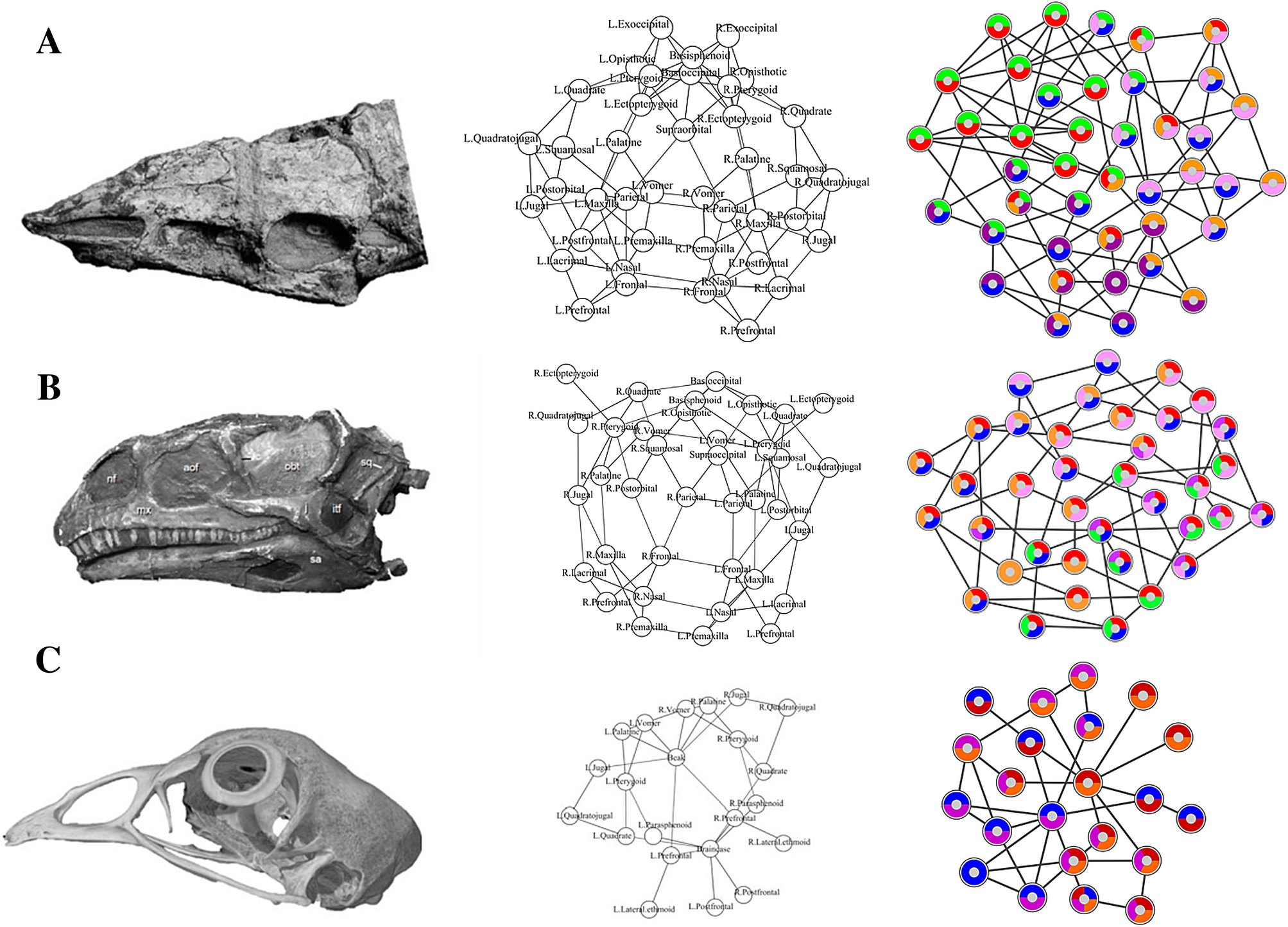 Three rows. Each shows a skull in side view, the same skull drawn as a network of labelled bones joined where they touch, and the network again with nodes coloured by module. The rows are Aetosaurus, Plateosaurus and a chicken; the chicken's network has far fewer bones.